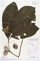 登錄號:BS02837藏品圖，第1張