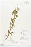 直立黃細心藏品圖，第1張