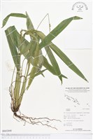 登錄號:BS02840藏品圖，第1張