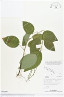 登錄號:BS02841藏品圖，第1張