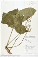 登錄號:BS02842藏品圖，第1張