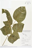 登錄號:BS02842藏品圖，第2張