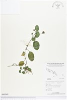 登錄號:BS02845藏品圖，第1張