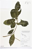 登錄號:BS02846藏品圖，第1張