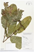 登錄號:BS02847藏品圖，第1張