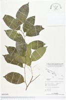 登錄號:BS02849藏品圖，第1張