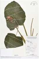 登錄號:BS02850藏品圖，第1張