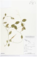 登錄號:BS02854藏品圖，第1張