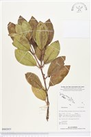 登錄號:BS02855藏品圖，第1張