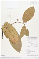 登錄號:BS02856藏品圖，第1張