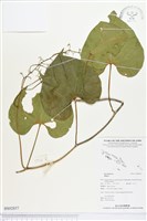 登錄號:BS02857藏品圖，第1張