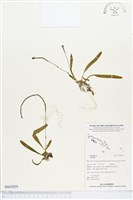 登錄號:BS02859藏品圖，第1張