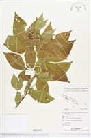 登錄號:BS02861藏品圖，第1張