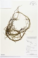 無根草藏品圖，第1張