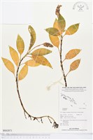 登錄號:BS02871藏品圖，第1張