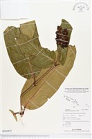 登錄號:BS02872藏品圖，第1張