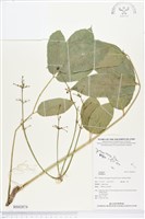 登錄號:BS02874藏品圖，第1張