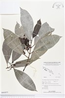 登錄號:BS02875藏品圖，第1張