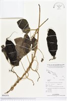 登錄號:BS02876藏品圖，第1張