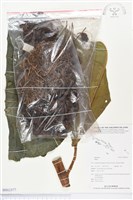 登錄號:BS02877藏品圖，第1張