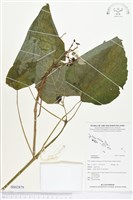 登錄號:BS02879藏品圖，第1張