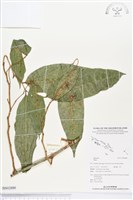 登錄號:BS02880藏品圖，第1張