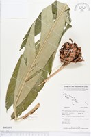 登錄號:BS02881藏品圖，第1張