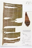 登錄號:BS02882藏品圖，第1張