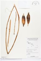 登錄號:BS02883藏品圖，第1張