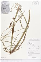 登錄號:BS02883藏品圖，第2張