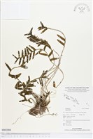 登錄號:BS02884藏品圖，第1張