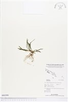 登錄號:BS02886藏品圖，第1張