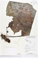 登錄號:BS02887藏品圖，第1張