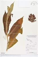 登錄號:BS02889藏品圖，第1張