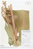 登錄號:BS02890藏品圖，第1張