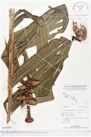 登錄號:BS02893藏品圖，第1張