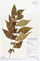 登錄號:BS02894藏品圖，第1張