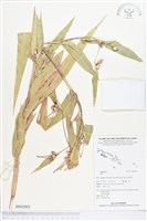 登錄號:BS02895藏品圖，第1張