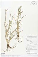 牛筋草藏品圖，第1張