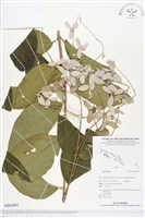 登錄號:BS02897藏品圖，第1張