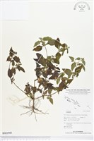 登錄號:BS02900藏品圖，第1張