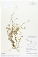 登錄號:BS02901藏品圖，第1張