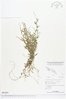 登錄號:BS02904藏品圖，第1張