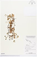 酢漿草藏品圖，第1張