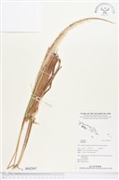 登錄號:BS02907藏品圖，第1張