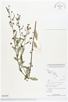 登錄號:BS02909藏品圖，第1張