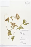 登錄號:BS02911藏品圖，第1張