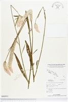 青葙藏品圖，第1張