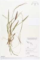 登錄號:BS02914藏品圖，第1張