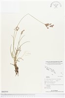 登錄號:BS02916藏品圖，第1張